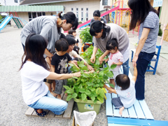 4月にみんなで植えた枝豆が実りました。毎週お水もあげて、やさしくお世話してくれたキッズさん、ありがとう!とれたては、美味しかったね。